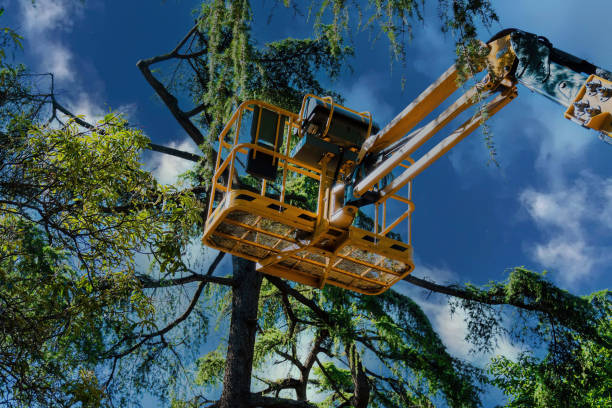 Best Tree Care Services  in Farmington, NM